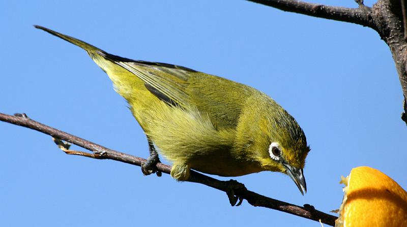 frieda janfrederik 3 012.jpg - Kaapse Glasogie het lekker aan die lemoen geeet.
